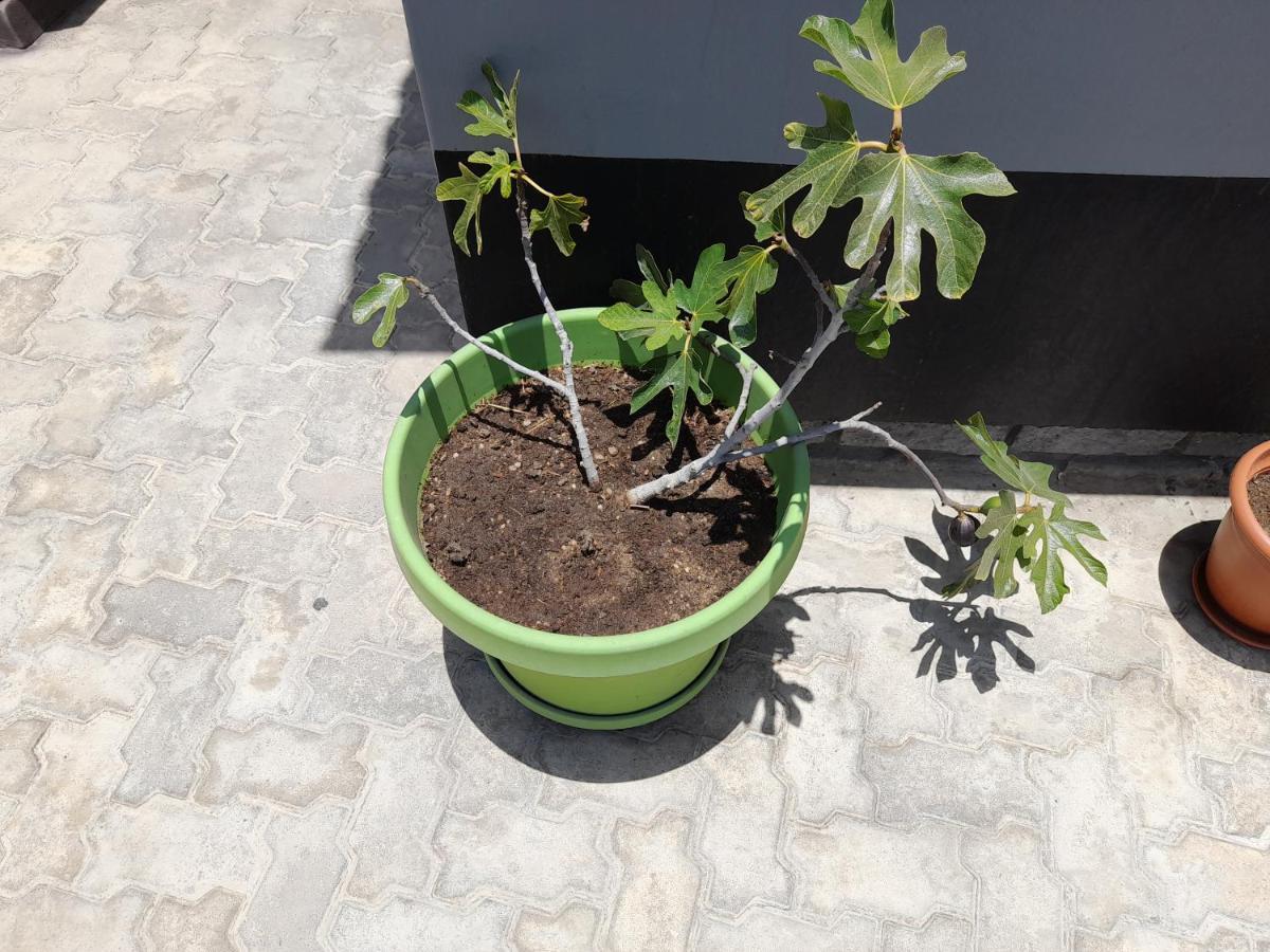 Kelpmeeu Self- Catering Apartments Swakopmund Bagian luar foto